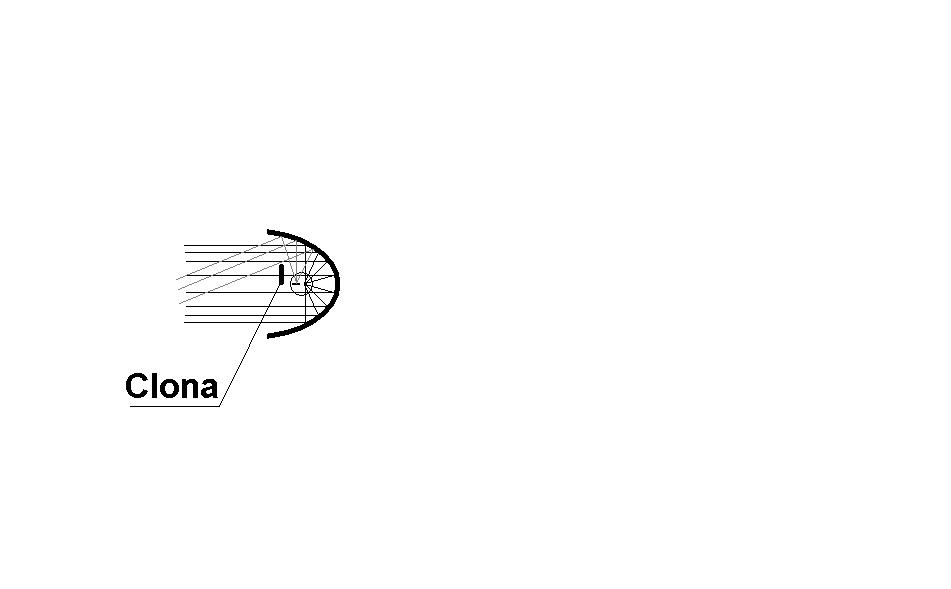 Clona.JPG